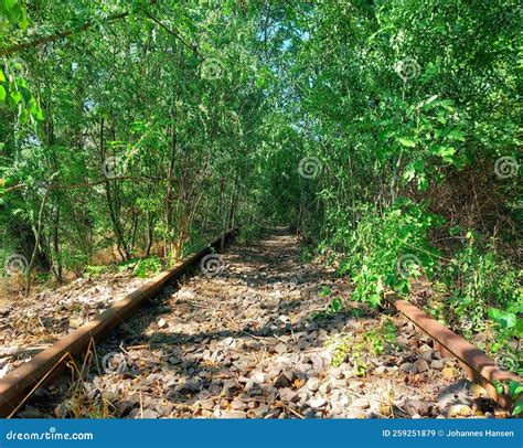 Overgrown Railway Track In Dense Vegetation In Germany Stock Image