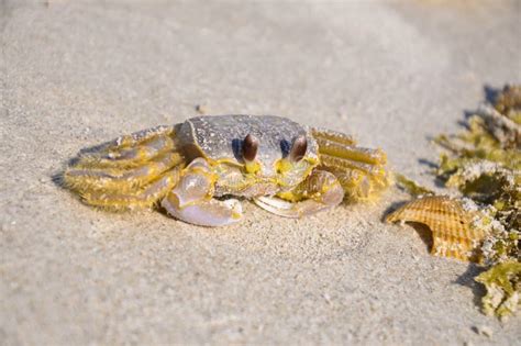 Granchio Atlantico Del Fantasma Granchio Della Sabbia Di Quadrata Di