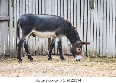 245 Ass Pinch Images Stock Photos Vectors Shutterstock