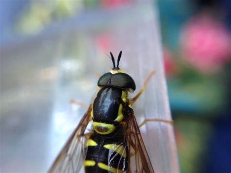Episode 5 Mission Pollination — The Bug Chicks
