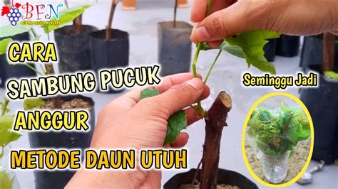 Sambung Pucuk Anggur Paling Cepat Jadi 100 Ilmu Baru YouTube