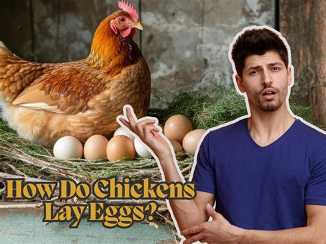 How Do Chickens Lay Eggs Anatomy And Egg Laying Facts
