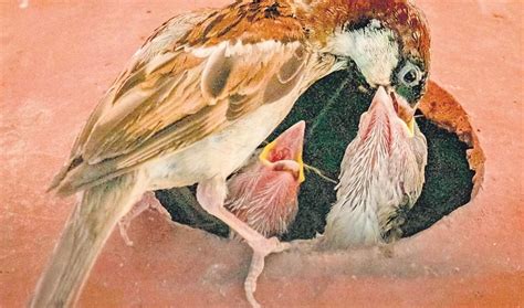 Homecoming For Long Lost House Sparrows In Odisha