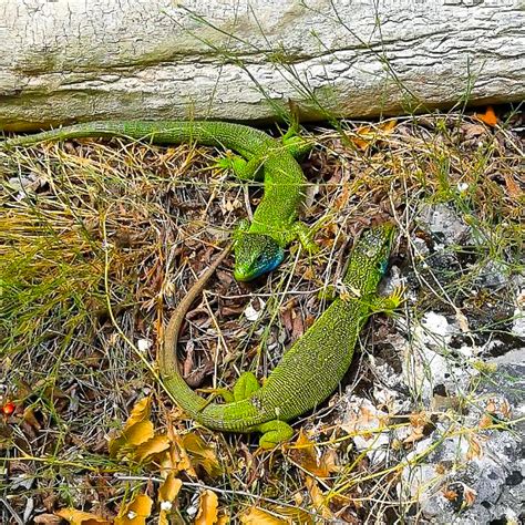 Flora I Fauna Nacionalni Park Una