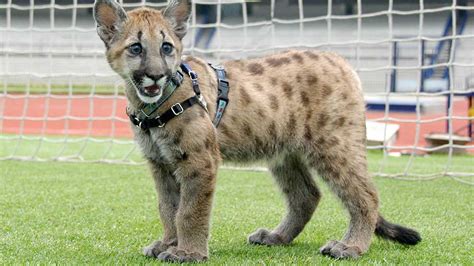 El Puma Emblema De La Universidad Unam Global