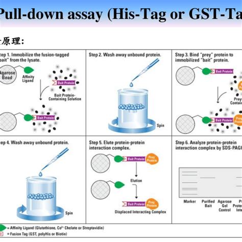 Gst Pull Down Assay百度百科