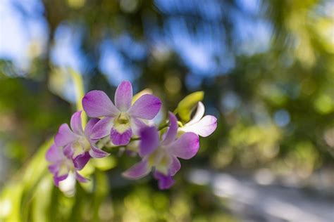 Premium Photo Pink Phalaenopsis Or Moth Dendrobium Orchid Flowers