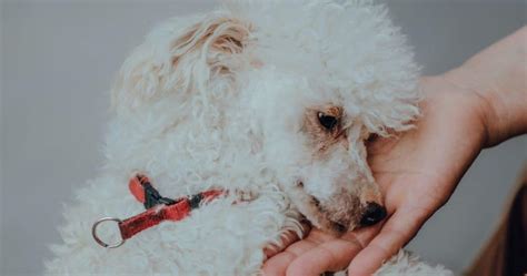 Understanding The Toy Poodle Temperament Best Guide - Is A Toy Poodle ...