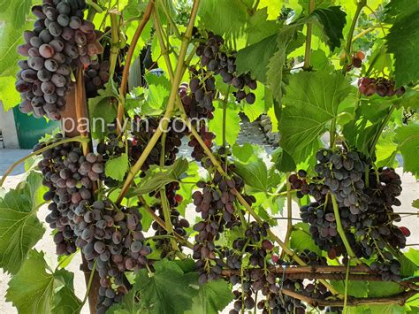 Кишмиш Юпитер — pan-vin.com