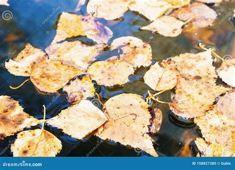 Yellow Leaves In A Puddle Background Of Fallen Autumn Leaves Stock