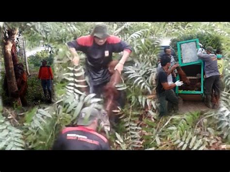 RESCUE ORANGUTAN BESAR DI KEBUN MASYARAKAT YouTube