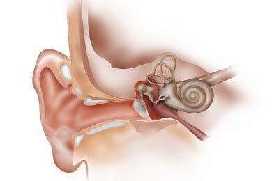 ᐅ Das Ohr Beim Hören kommt es zur Schallaufnahme Schallverarbeitung