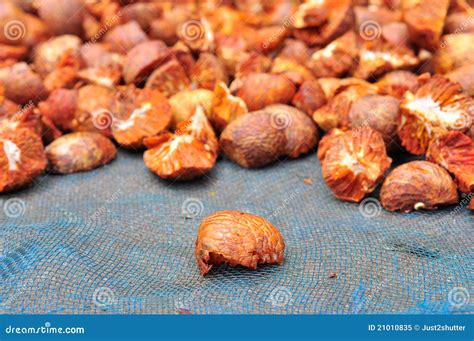 Dried Betel Nut Or Areca Nut Stock Image Image Of Medicine Chinese