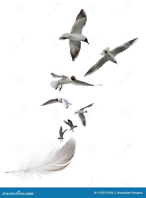 Gaviotas Que Vuelan De La Pluma Rayada Aislada En Blanco Foto de