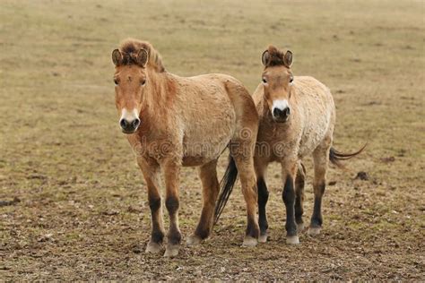 Przewalski`s Horse in the Nature Looking Habitat during Autumn Time ...