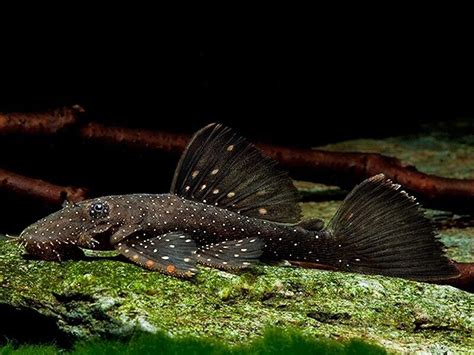 Yellow Spotted Bristlenose Pleco AquaFood