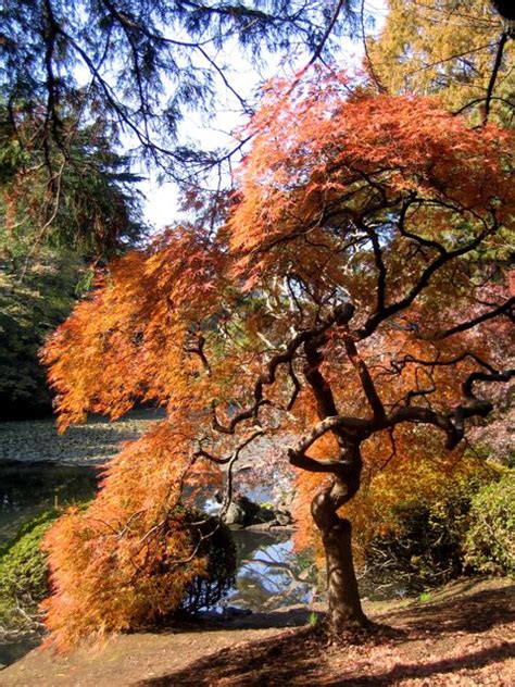 Shinjuku Gyoen in Autumn - avparker.com