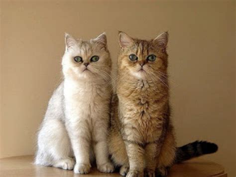 Exotic Shorthair vs British Longhair - Breed Comparison