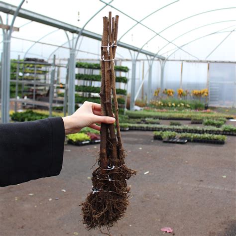 buy raspberry glen ample  parker dutch bulbs