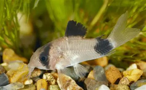 The 10 Most Popular Cory Catfish Types With Pictures