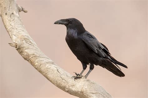 Raven Bird Photography