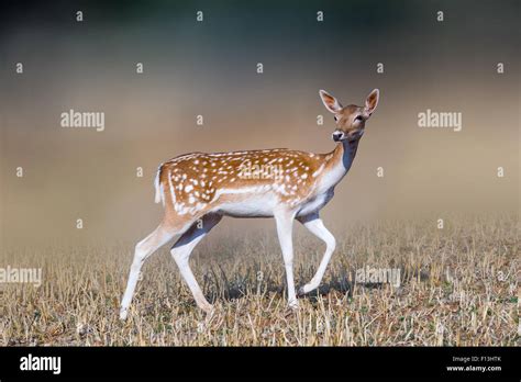 Beautiful Deer Portrait Stock Photo Alamy