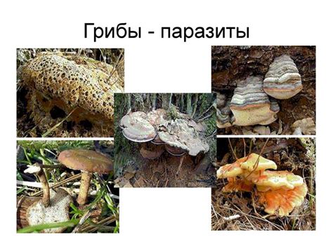 Паразиты, их разновидности, образ жизни, внешние признаки - презентация ...