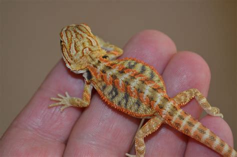 What Colors Are Bearded Dragons Alexandra Lakeland