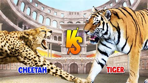 Cheetah Vs Tiger Spore Youtube