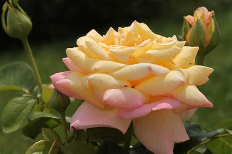 Роза Деметра Фото – Telegraph