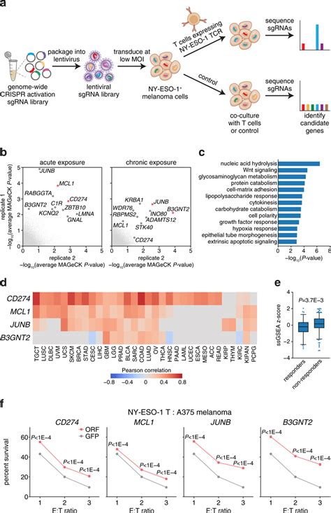 Genome Scale Crispr Activation Screen Identifies Four Candidate Genes