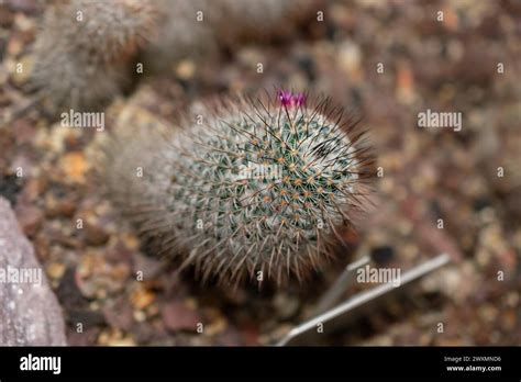 Mammillaria discolor hi-res stock photography and images - Alamy
