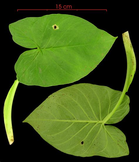 Ксантозома Фиолетовая Фото – Telegraph