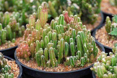 Fairy Castle Cactus A Care Guide Sublime Succulents