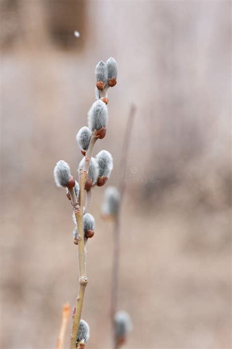 Spring Nature Tender Gray Flowering Pussy Willow On Blurred Natural Background Macro Photo