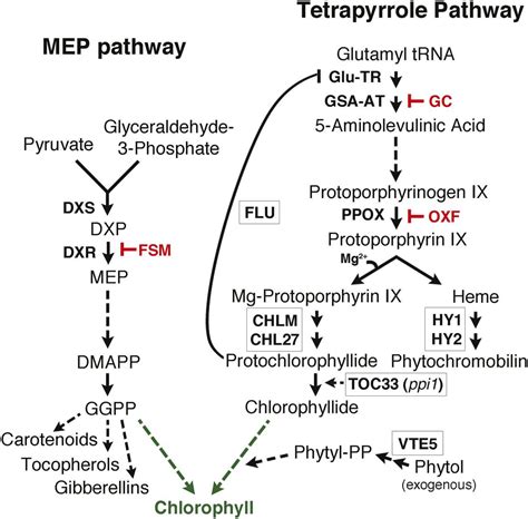 Chlorophyll- Definition, Structure, Types, Biosynthesis, Uses