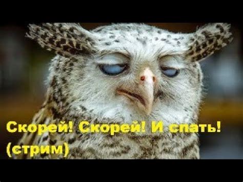 Скорей! Скорей! И спать! (стрим) - YouTube