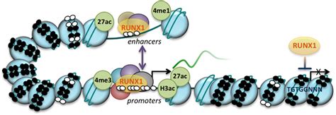 Runx1 Regulates Gene Expression At Both The Transcriptional And