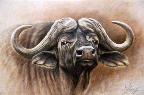 Голова буйвола картинки (48 фото)