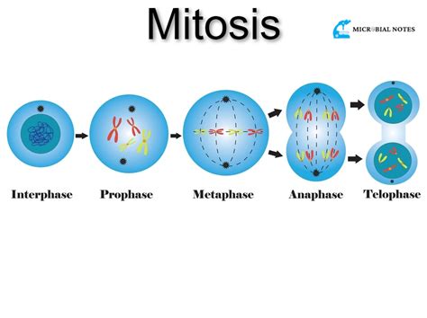 mitosis   phases microbial notes