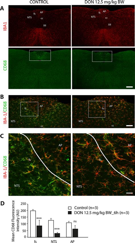 Effect Of DON Administration On CD68 Microglial Expression A