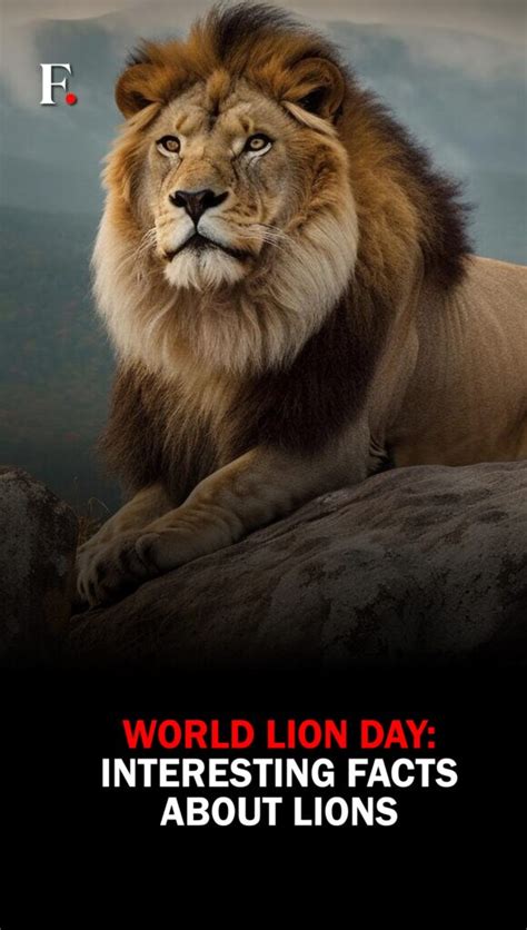world lion day interesting facts  lions