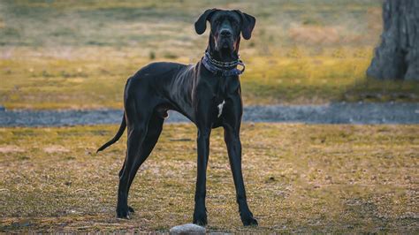 Discover the Majestic Giant breed: The Largest Dog Species in the World - Hunter Games Magazine