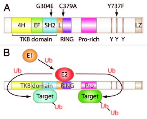 Structure And Function Of Cbl A Schematic Representation Of