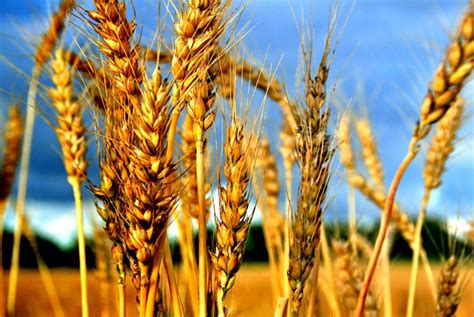 Weeds and Wheat - The Sisterhood of St. John the Divine