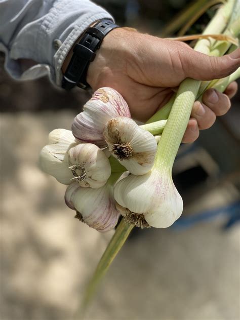 Harvesting garlic - The Blissful Gardeners