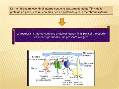 Rea Biolog A Tema Membrana Interna Mitocondrial Y Adn Mitocondrial