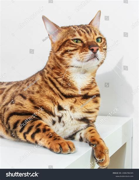 Bengal Cat Brindle Color Animal Year Stock Photo 2086786345 | Shutterstock