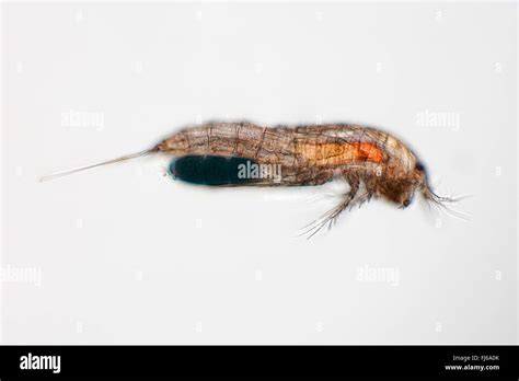Copepods Copepoda Female Stock Photo Alamy