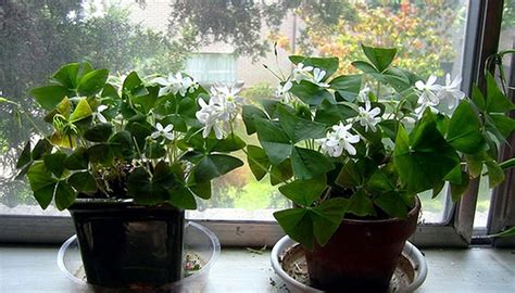 Caring for a Shamrock Plant | Garden Guides